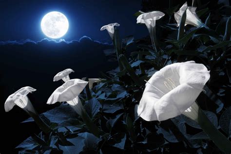 Lunar magical flowers television